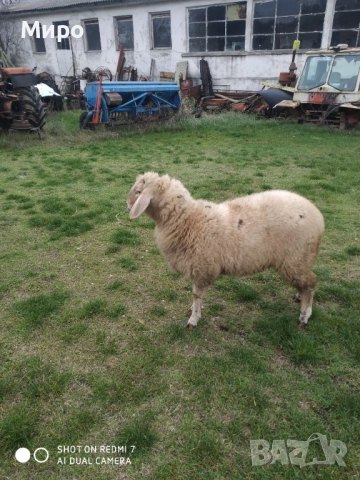 Продавам агне, снимка 2 - Овце - 52034292