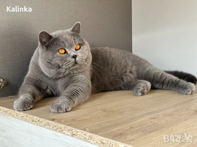 Чистокръвен мъжки британец за разплод, снимка 2 - Търси партньор - 41953795