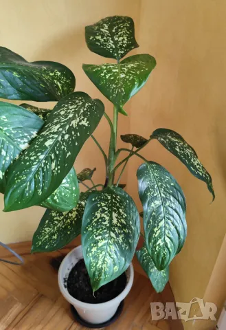 Продавам саксия с декоративно растение Дифенбахия., снимка 4 - Стайни растения - 25209673