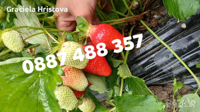 Продавам качествен разсад ягоди , снимка 4 - Градински цветя и растения - 53496428