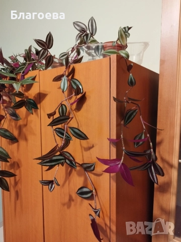 Традесканция Зебрина