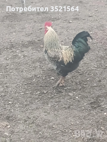 Домашни петли , снимка 6 - Кокошки и пуйки - 53134355