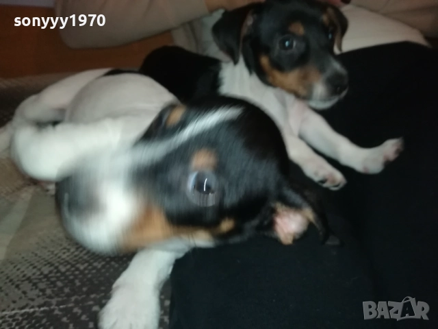 СЛАДКО КУТРЕ-ДЖАКЧЕ МОМИЧЕ 2610251635, снимка 9 - Джак ръсел териер - 52187082