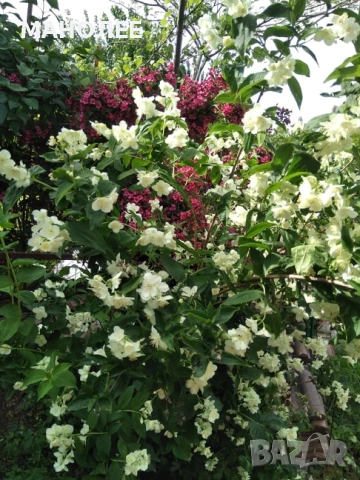 🍁🌼🪷Филаделфус🌼🎁🌞, снимка 2 - Градински цветя и растения - 53438569