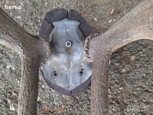 Рога от елен, снимка 12 - Декорация за дома - 51394390