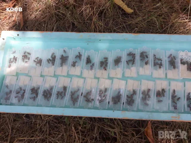 Пчелни майки, отводки и кошери по програмите 2026, снимка 7 - Други - 48152487