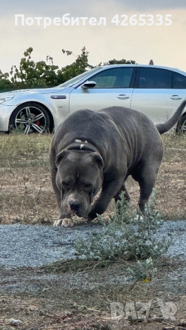 Американско були XL, снимка 6 - За кучета - 51167455