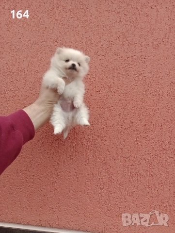 Миниатюрно мини момче. Померанче. Реални снимки от 13.02.26 г. , снимка 4 - Померан - 53464972