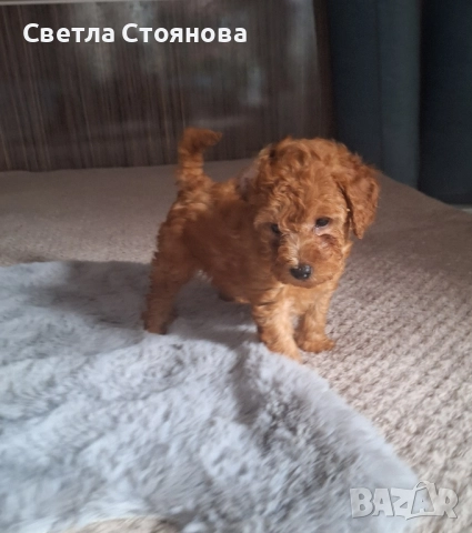 Мини пудел, снимка 2 - Пудели - 52621536