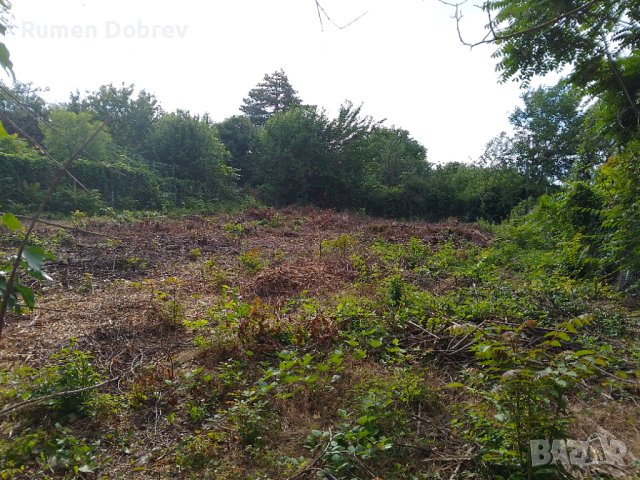 Почистване на парцели, дворове, снимка 7 - Други услуги - 43083253