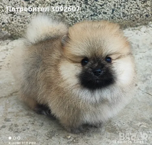 Померан момиче, снимка 4 - Померан - 49939123