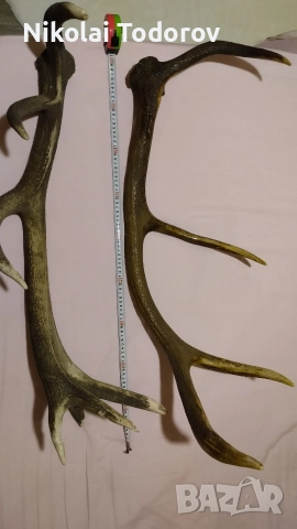 Трофей от сръндак, снимка 2 - Други - 52672901