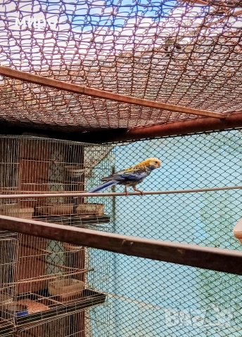 Жълтоглава розела !, снимка 2 - Папагали - 53406872