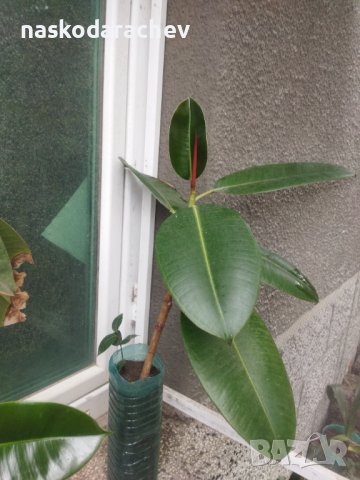 Фикус каучуково дърво разсад, снимка 5 - Стайни растения - 43158407