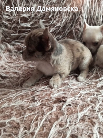 Чихуахуа, снимка 11 - Чихуахуа - 53409879