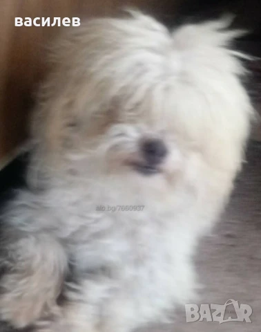 болонки, снимка 6 - Болонка - 50635002