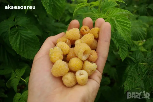 20 качествени Семена от Британска Есенна Златна Малина Златни наситени Сладки Малини плодове , снимка 10 - Сортови семена и луковици - 50222806