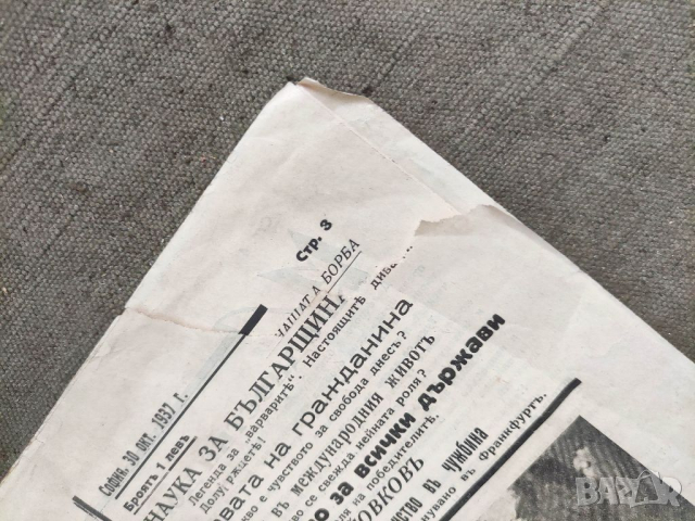 Продавам млада воля, снимка 2 - Други - 36575882