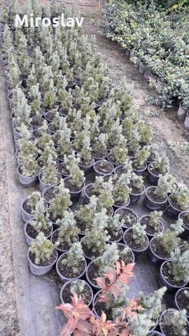 Мини Смърч Коника (Picea glauca Conica), снимка 5 - Градински цветя и растения - 28015255