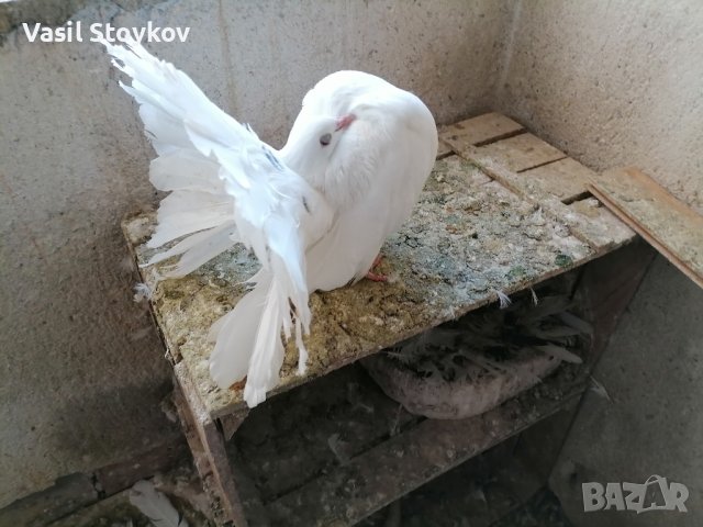 фенерлии и двукачулни, снимка 4 - други­ - 29392095