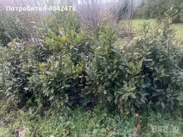 фиданки дафинов лист, снимка 2 - Градински цветя и растения - 52924917