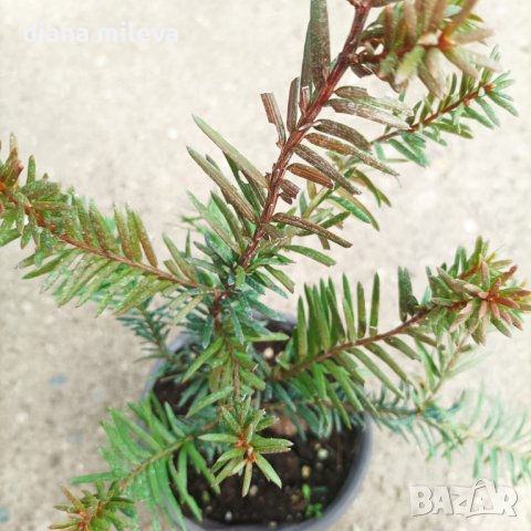 Taxus baccata, Тис, снимка 7 - Градински цветя и растения - 39717361