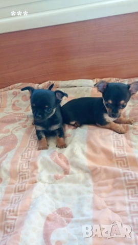 Промоция на чихупинчерчета