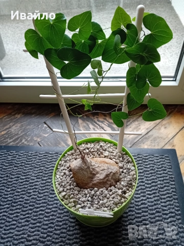 Сукуленти само за ценители, снимка 2 - Стайни растения - 35248161