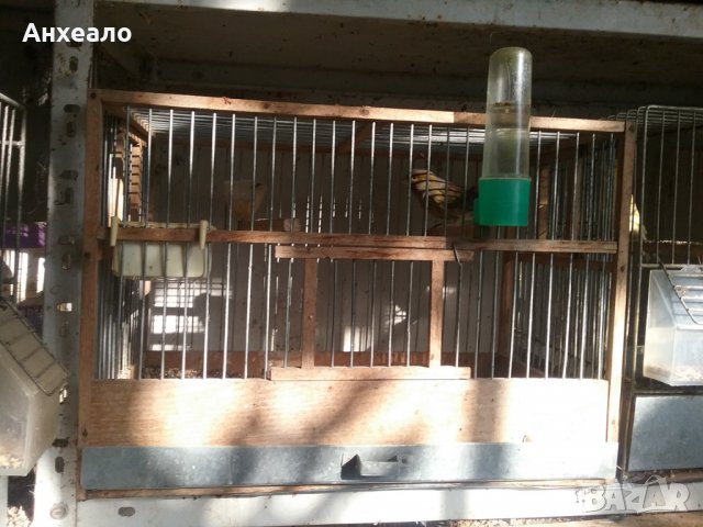Продавам певчески канари, снимка 11 - Канари - 26796085