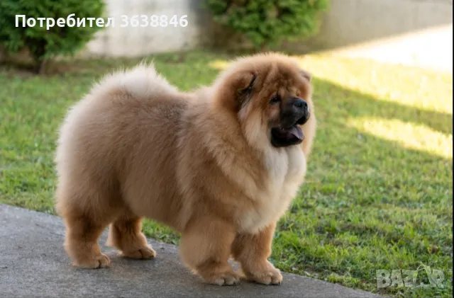 Чау чау, снимка 1
