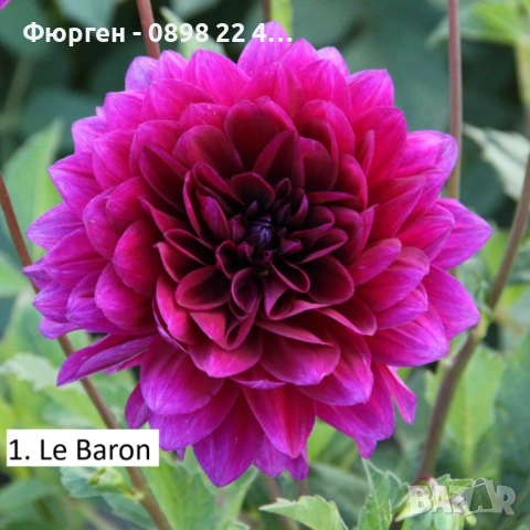 Луковици - Коренище на Далия   - Цена за 1 бр.: 2,50 € / 4,89лв. , снимка 5 - Разсади - 53145591