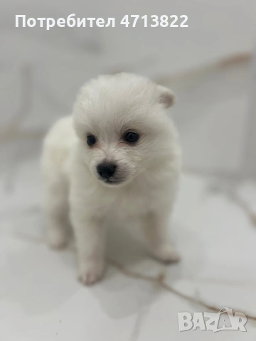 Кученца порода померан-шпиц, снимка 3 - Померан - 53583142