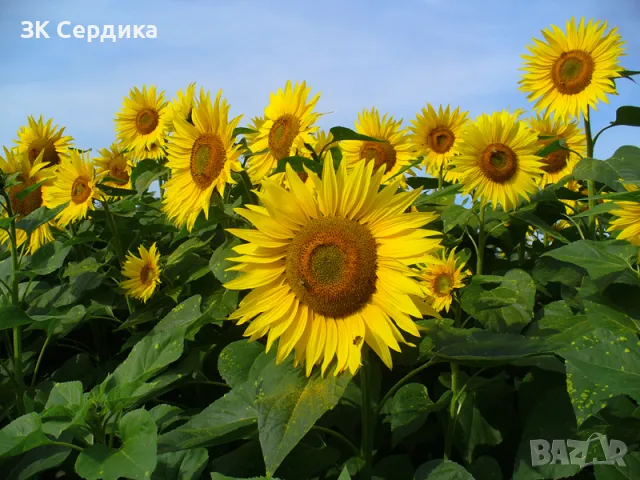 Купувам ЗЕМЕДЕЛСКА ЗЕМЯ всички землища в Община Монтана