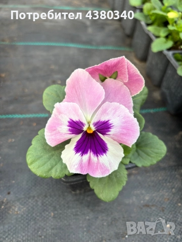 Едроцветни теменужки, снимка 8 - Градински цветя и растения - 52542236