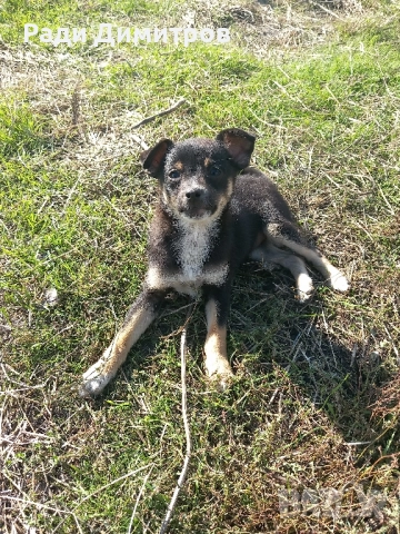 ПОДАРЯВАМ КУЧЕНЦА, снимка 10 - Други - 52297955