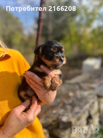 Йоркширски териер , снимка 3 - Йоркширски териер - 52141304