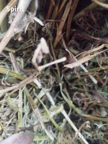 Продавам бали люцерна и сено , снимка 2 - За селскостопански - 38996605