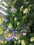 Голяма Студоустойчива синя Пасифлора, снимка 1 - Градински цветя и растения - 43022865