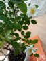 Бяла мини розичка, снимка 3