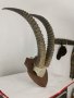 Уникален трофей  рога   антилопа Сейбъл. , снимка 9