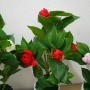 реалистични изкуствени камелии , снимка 3