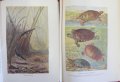 1956г.Научна Книга Илюстрации за Рибите и Водните Обитатели, снимка 10
