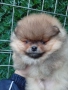 Померан , снимка 7