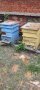 Пчелни кошери, снимка 3