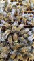 Пчелни семейства (малки) Отводка карника Carnica