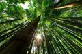 40 броя редки бамбукови семена зелен бамбук Moso-Bamboo Pla мосо бамбо растение декорация украса за , снимка 16