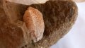 Трилобит Trilobita - изкопаеми 3.5 - 2 см, снимка 1 - Колекции - 44081054