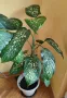 Продавам саксия с декоративно растение Дифенбахия., снимка 4