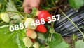 Продавам качествен разсад ягоди , снимка 4