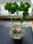Сукуленти само за ценители, снимка 2